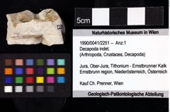 Foto (Objket + Etiketten) von Decapoda indet. 